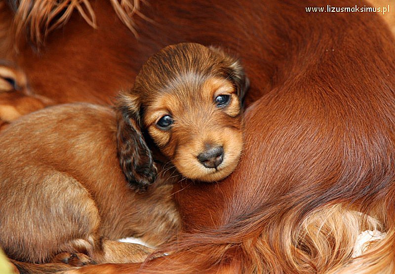 jamnik dlugowlosy kroliczy Basanti ok 800x600 z podpisem