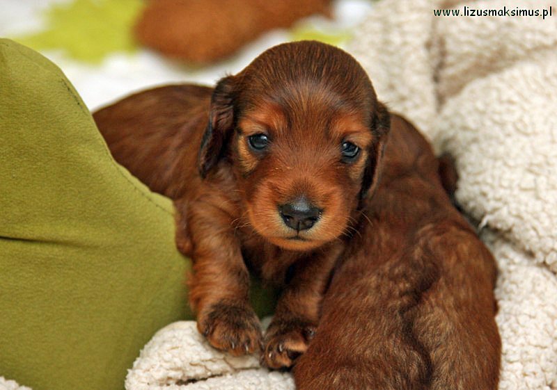 jamnik dlugowlosy kroliczy Basimek 9 ok 800x600 z podpisem