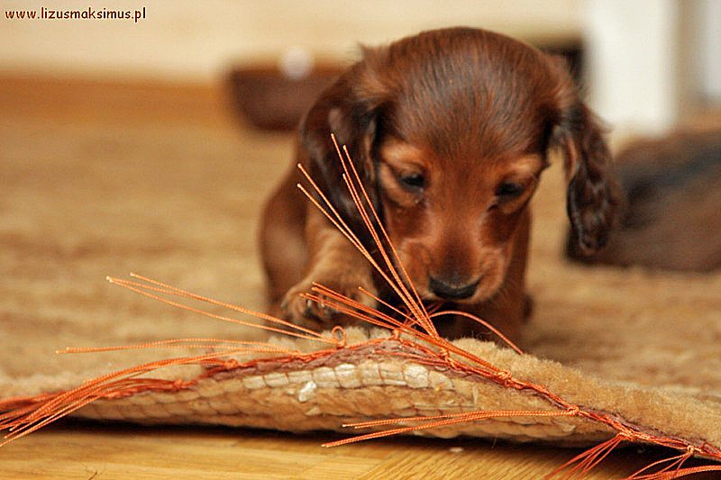 jamnik dlugowlosy kroliczy Basimek z dywanem 3 ok 800x600 z podpisem