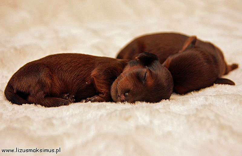 jamniki dlugowlose Basanti i Basim 800x600 z podpisem