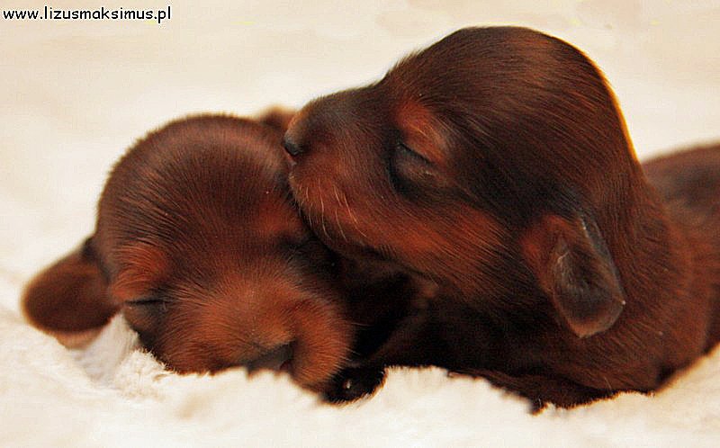 jamniki dlugowlose Basim iBasanti adne 800x600 z podpisem