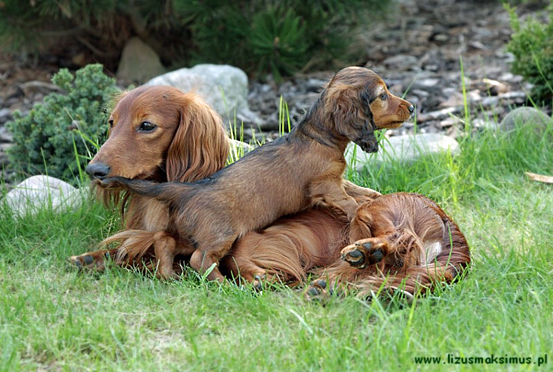 Basimek i Szangrila ok p 800x600 1