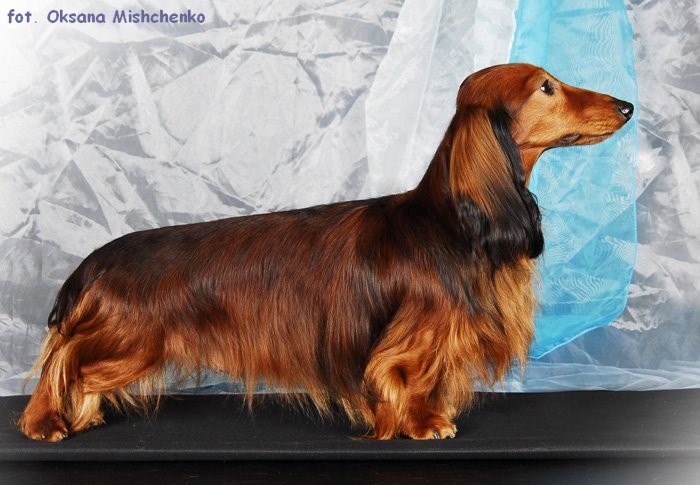 Jamnik d ugow osy kr liczy Daks Veg As Christofer Robin 3 p