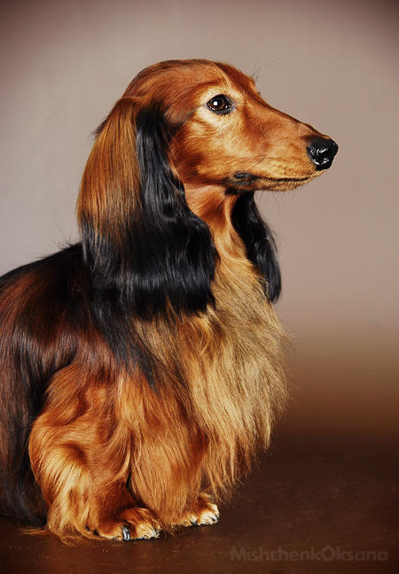 Jamnik d ugow osy kr liczy Daks Veg As Christofer Robin 5