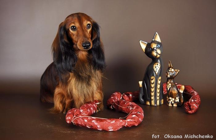 Jamnik d ugow osy kr liczy Daks Veg As Christofer Robin p