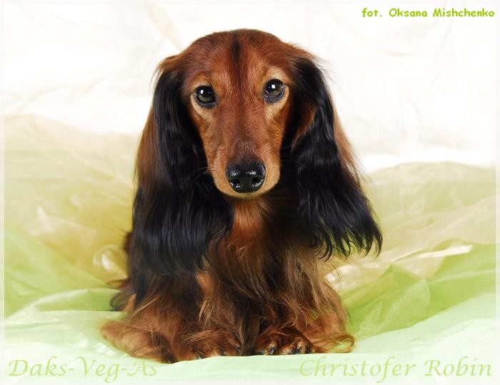 jamnik dlugowlosy kroliczy Robinek p