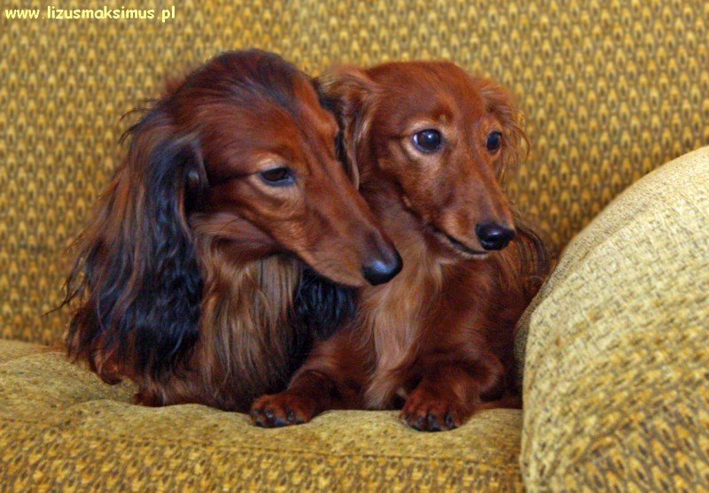 jamniki dlugowlose Robin i Aja na kanapie slub 2 800x600 p