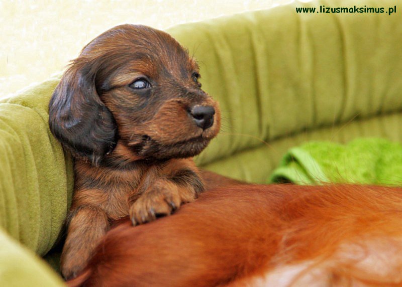 Jamnik d ugow osy kr liczy Shergol Lizus Maksimus 800x600 p