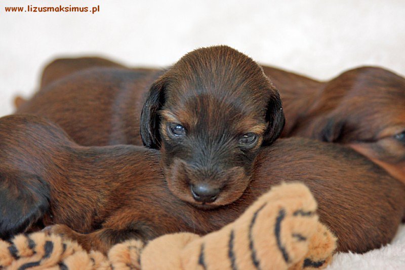 Jamnik d ugow osy kr liczy Szaman Lizus Maksimus 800x600 p