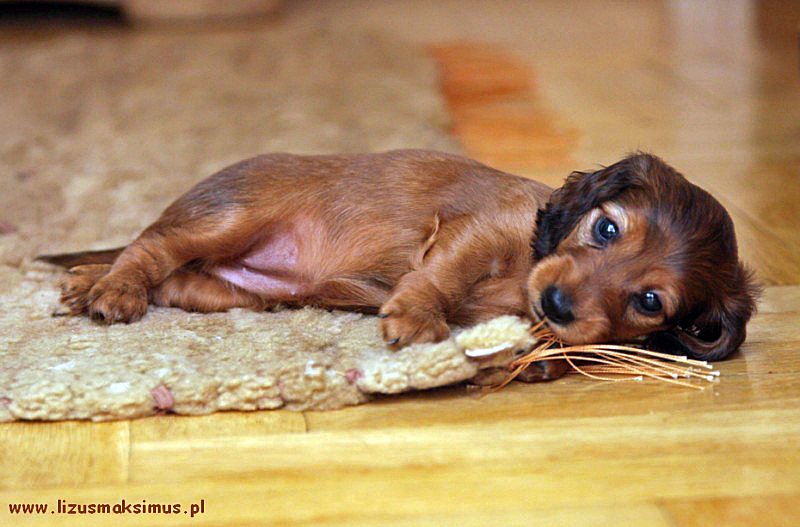 Jamnik d ugow osy kr liczy Szangrilka na dywanie 3 ok 800x600 p