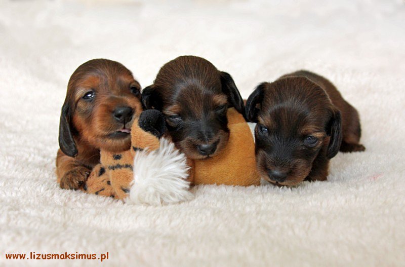 Jamniki d ugow ose kr licze Lizus Maksimus miot S 2 800x600 p