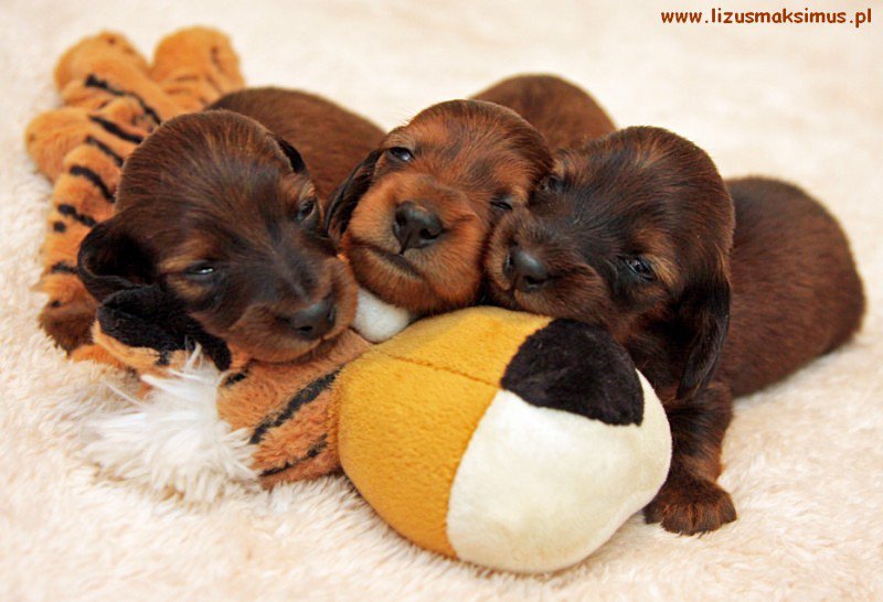 Jamniki d ugow ose kr licze Lizus Maksimus miot S fb 800x600 p