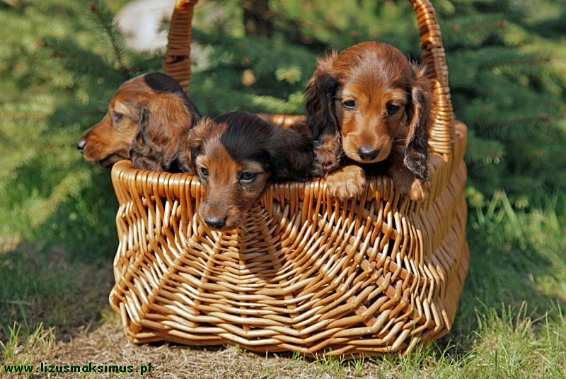 Maluchy w koszyku 4 ok 800x600 p