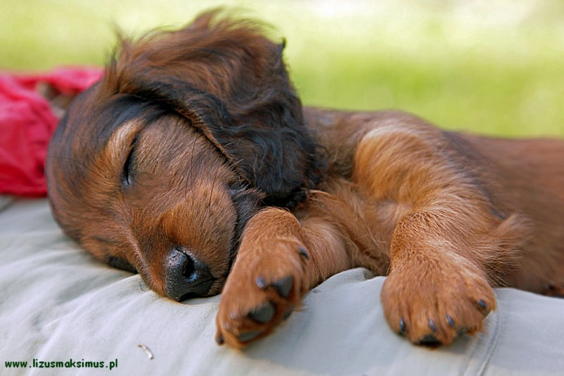 Spi cy Szergus ok p 800x600 