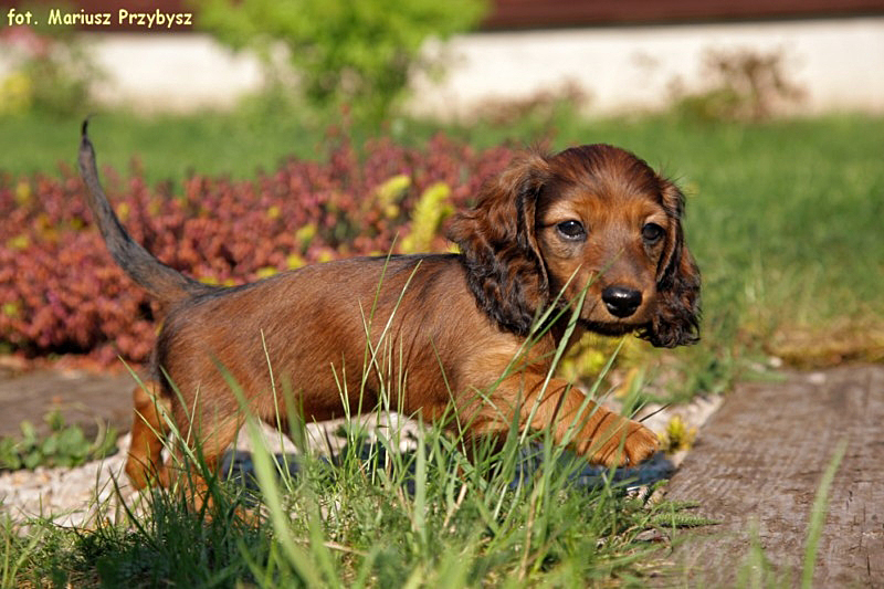 Szaman 4 ok p 800x600 