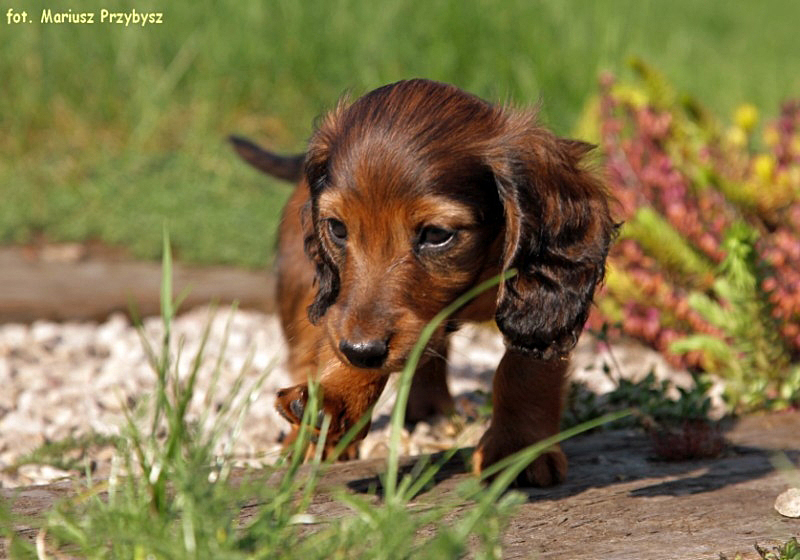 Szaman M ok p 800x600 