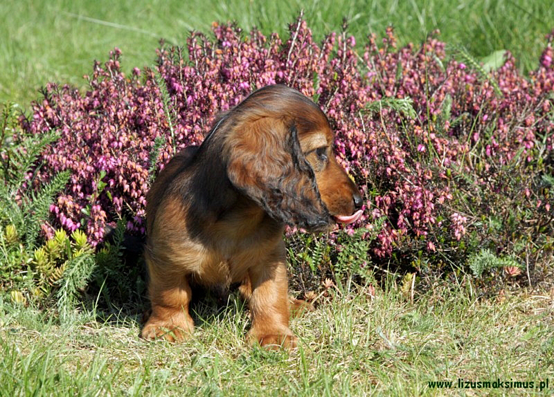 Szaman przy bylinach ok p 800x600 