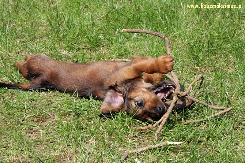 Szaman z patykiem 6 ok p 800x600 