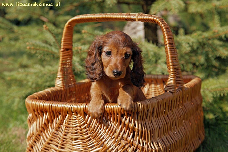 Szangrila w koszyku ok 800x600 p