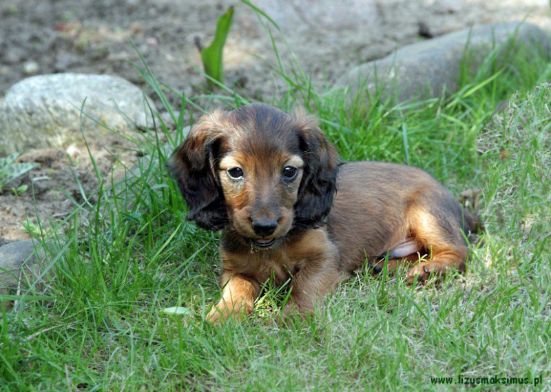 Szergol ok p 800x600 