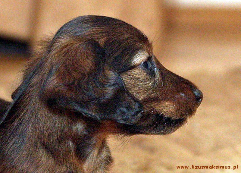 Szergu profil ok skadrowany 800x600 