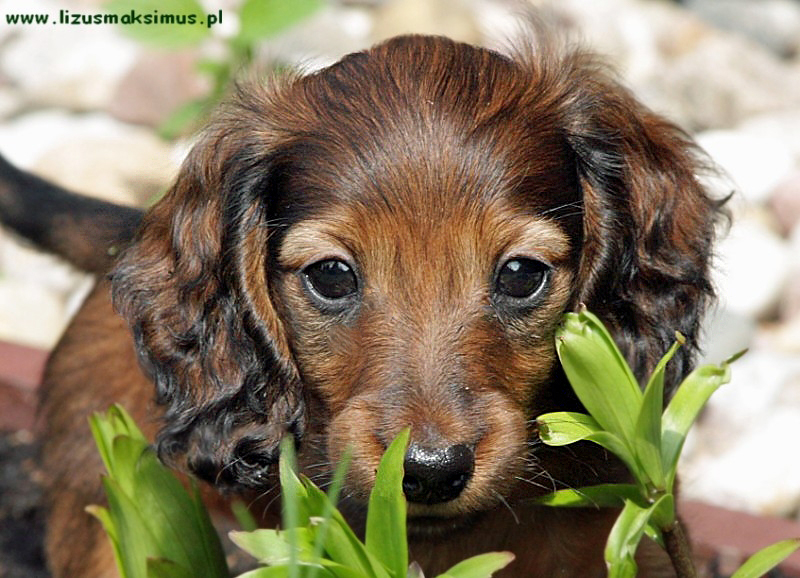 Szergus w liliach ok p 800x600 