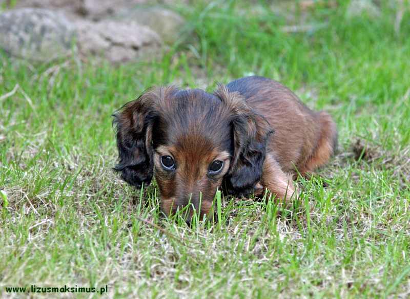 Szergus w trawie ok p 800x600 