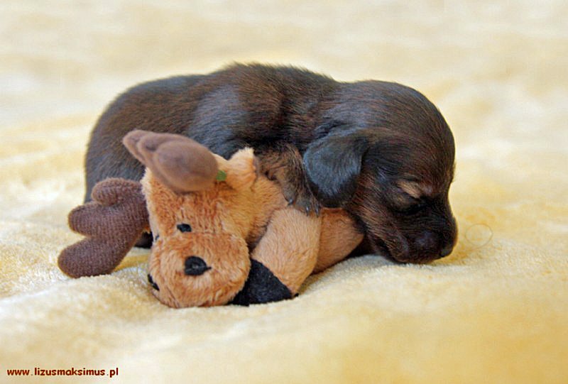 jamnik dlugowlosy Ch opiec du y 2 ok p 800x600 