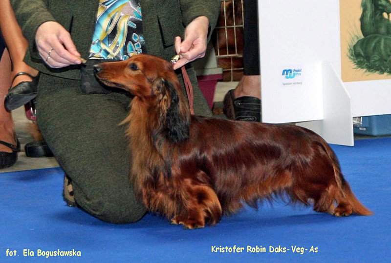 jamnik dlugowlosy Christofer 3 ok z podpisem 800x600 