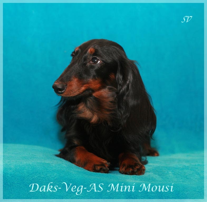 jamnik dlugowlosy Daks Veg As Mini Mousi mama Robina