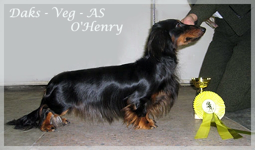jamnik dlugowlosy Daks Veg As O Henry na stron 