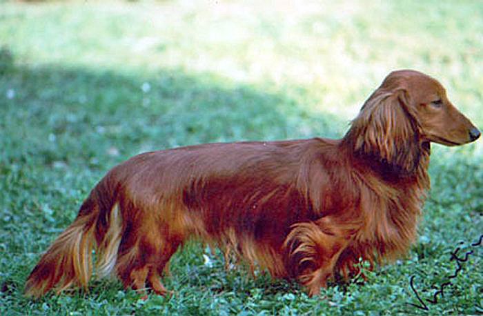 jamnik dlugowlosy Nelson van De Wijsterhoeve ojciec Amleto della Canterana