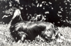 jamnik dlugowlosy Quasi Von Der Humboltruh babka Amleto