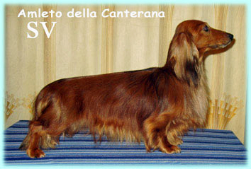 jamnik dlugowlosy kroliczy AMLETO della Canterana na stron 
