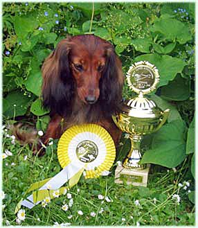 jamnik dlugowlosy kroliczy Semiramis Kartus Slovakia 3