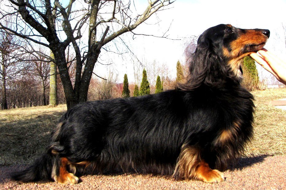 jamnik dlugowlosy kroliczy Zorro weteran