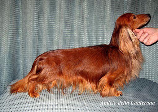 jamnik dlugowlosy kroliczy amleto14 na stron 