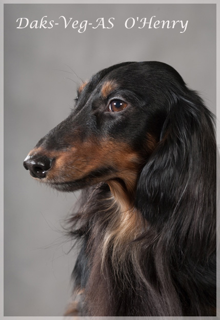 jamnik dlugowlosy ohenry14