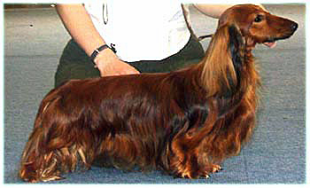 jamnik dlugowlosy orlando2