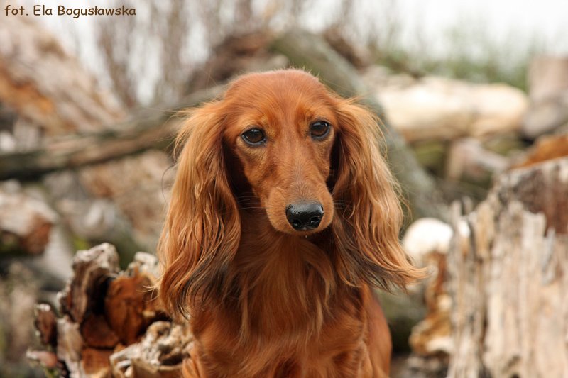 jamnik dlugowlosy kroliczy Szania ok p m