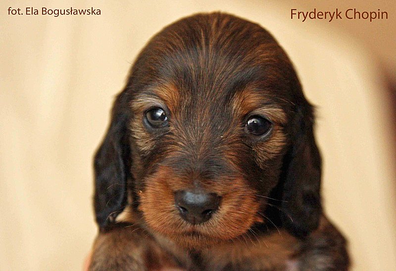 jamnik Fyderyk