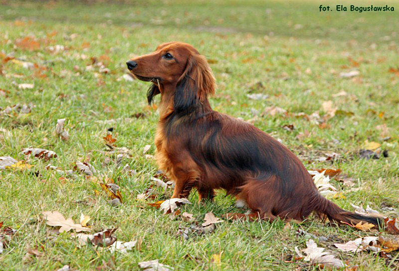 Szamu siedz cy ok p 800x600 