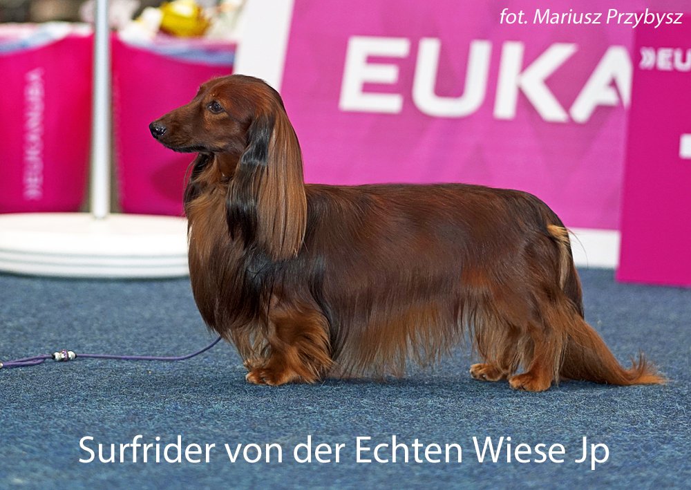 Surfrider Von Der Echten Wiese Jp 9 pm