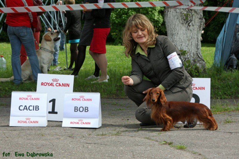Basim BOB 4 ok p 800x600 