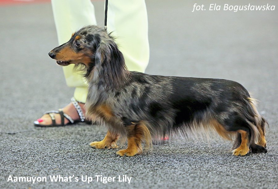 Aamuyon Whats Up Tiger Lily