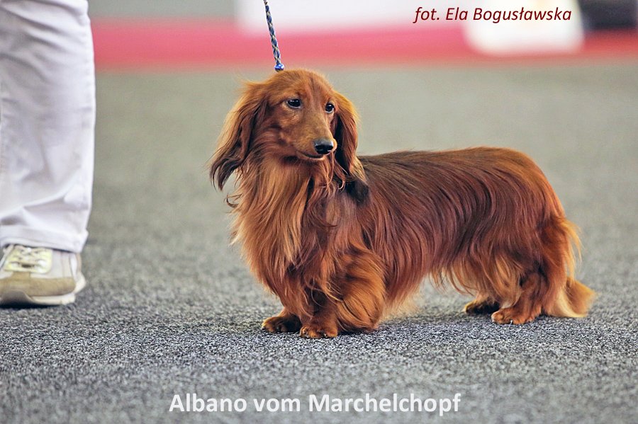 Albano vom Margelchopf 2