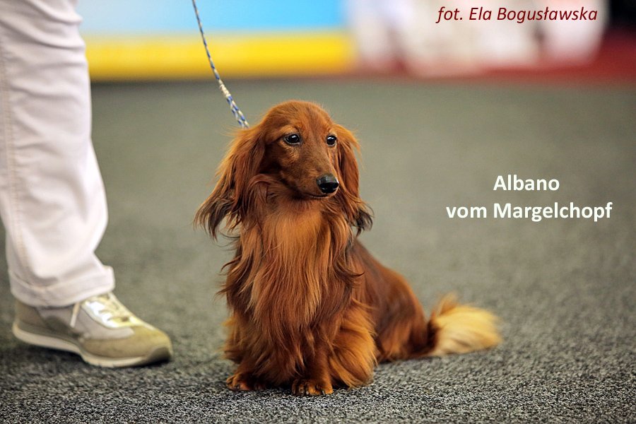 Albano vom Margelchopf jamnik dlugowlosy kroliczy 4 