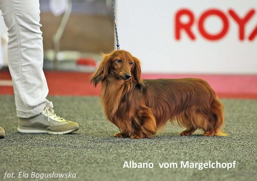 Albano vom Margelchopf jamnik dlugowlosy kroliczy edytowany 1