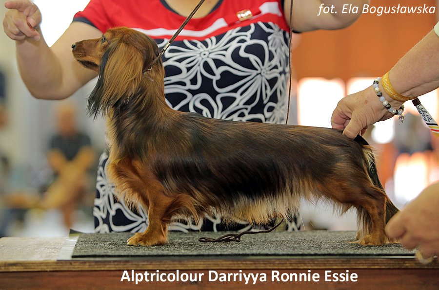 Alptricolour Darriyya Ronnie Essie