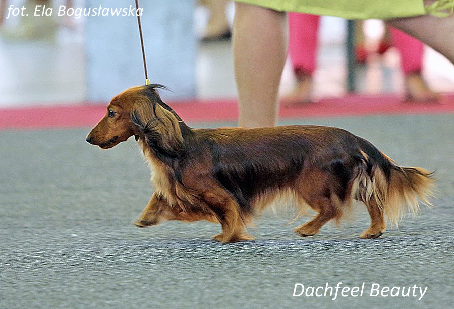 Dachfeel Beauty